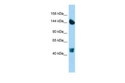 COL22A1 Rabbit anti-Human, Polyclonal, Novus Biologicals 0.1 mL | Buy Online | Novus Biologicals | Fisher Scientific